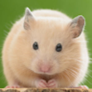 Meet your Posher, Harper